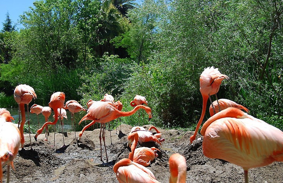 flamingo, birds, exotic