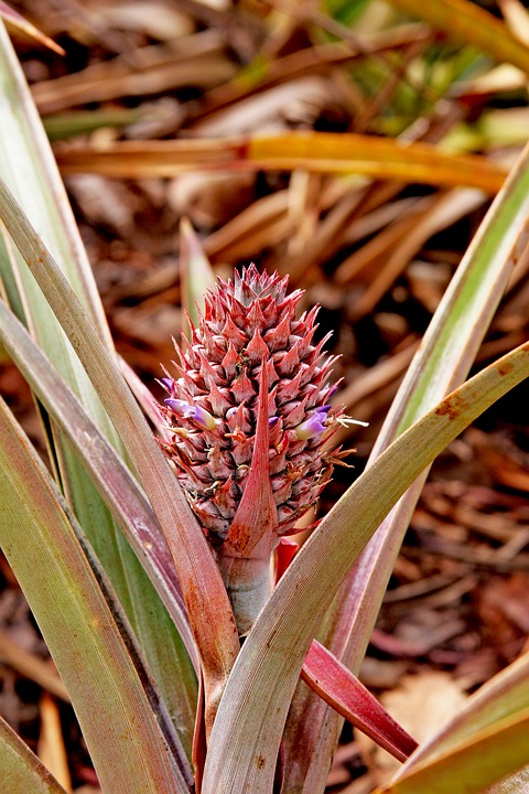 pineapple, plant, small