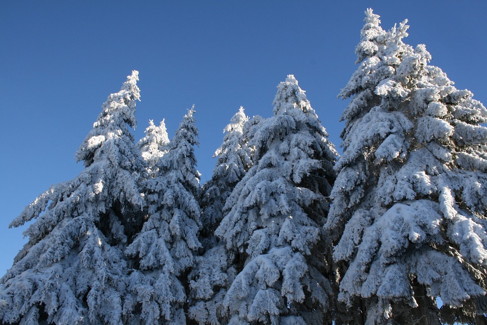 snow, snowy, fir trees
