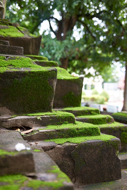 temple, stairs, moss