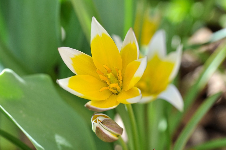 small star tulip, flower, spring flower