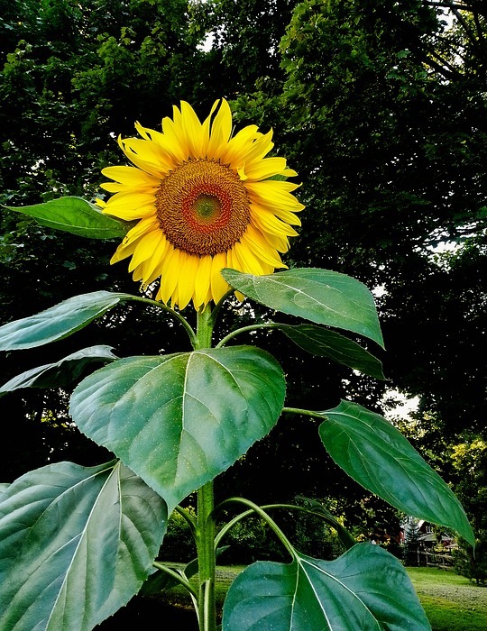 sunflower, nature, flower