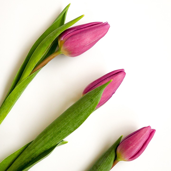tulips, pink, white background