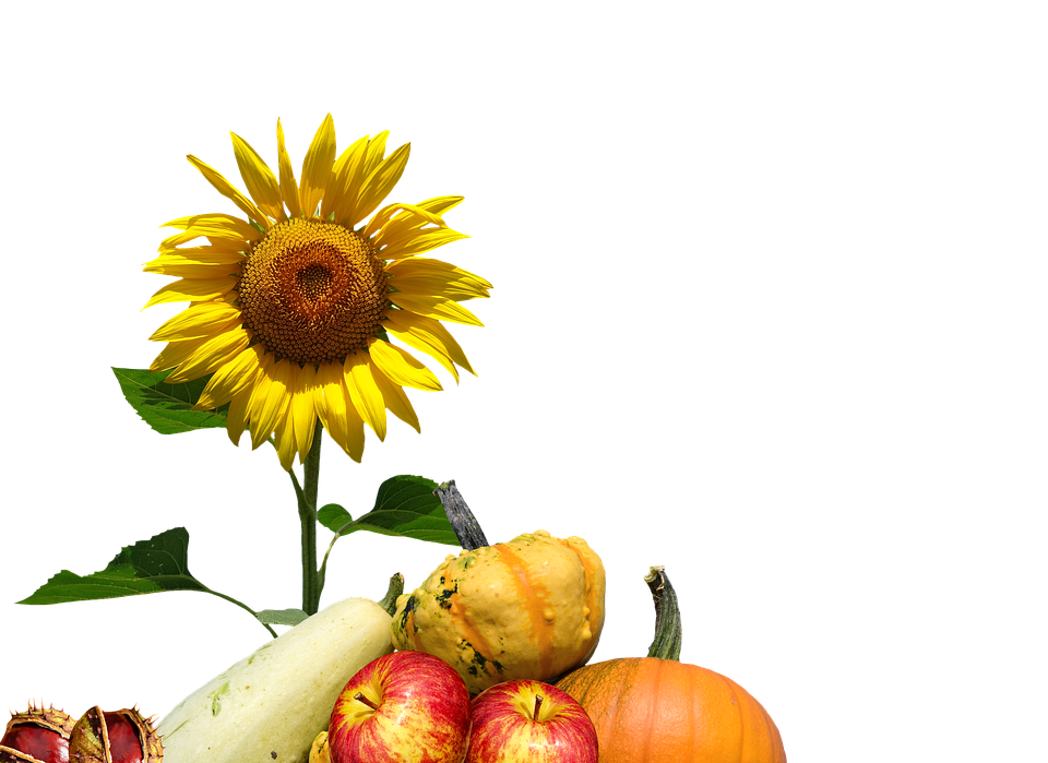 autumn, sunflower, thanksgiving