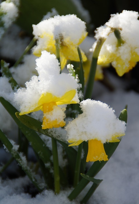 osterglocken, daffodils, snowy