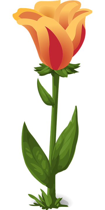 tulips, plants, flowers