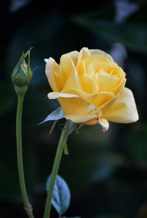 happy mothers day, yellow rose, rose