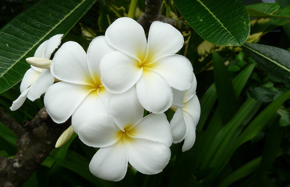 frangipani, thailand, exotic flower