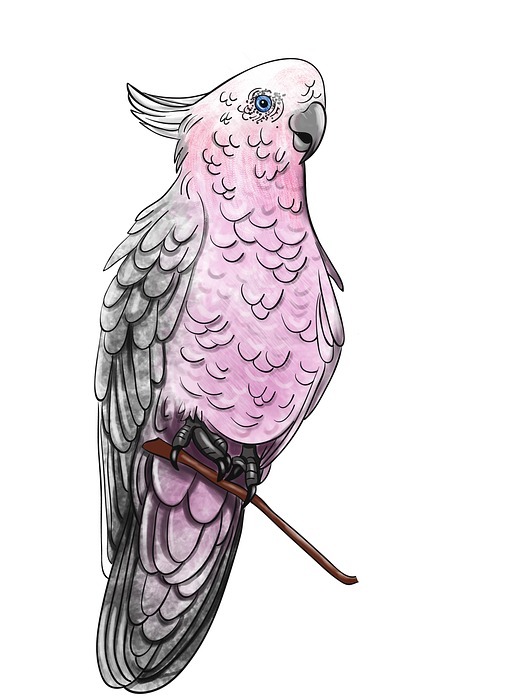 cockatoo, bird, tropical