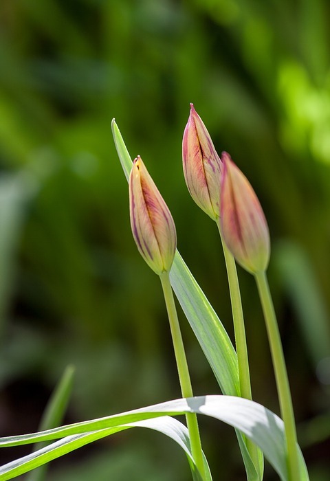 tulip, tulips, plant