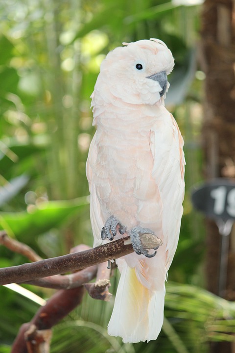 white cockatoo, parrot, bird