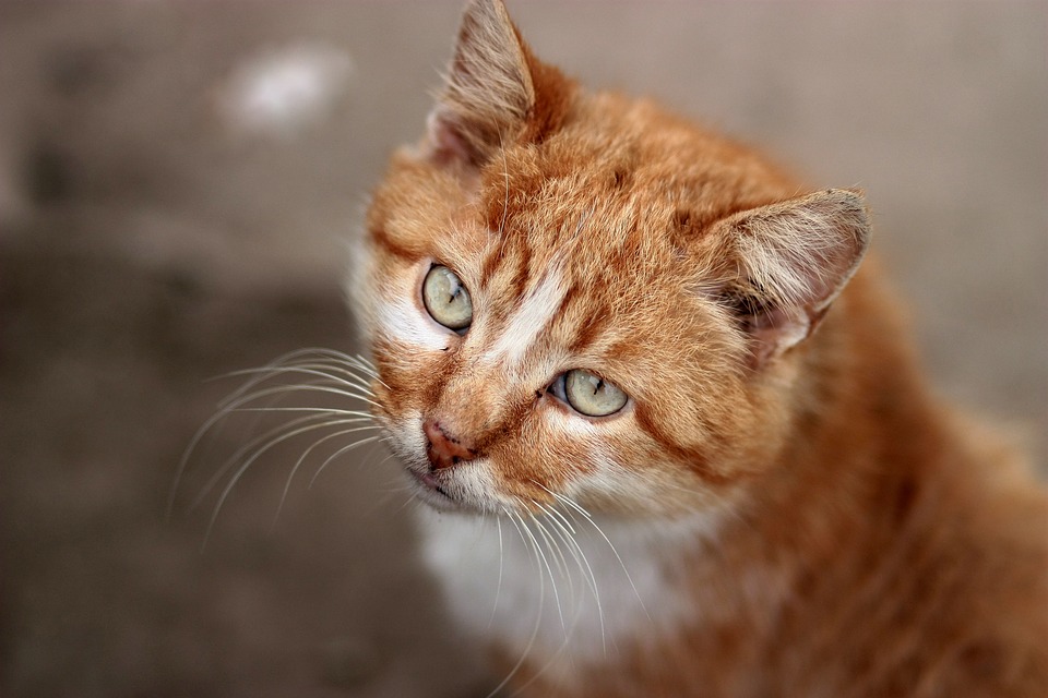 cat, orange, portrait