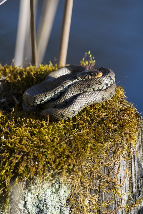 grass snake, species, reptile