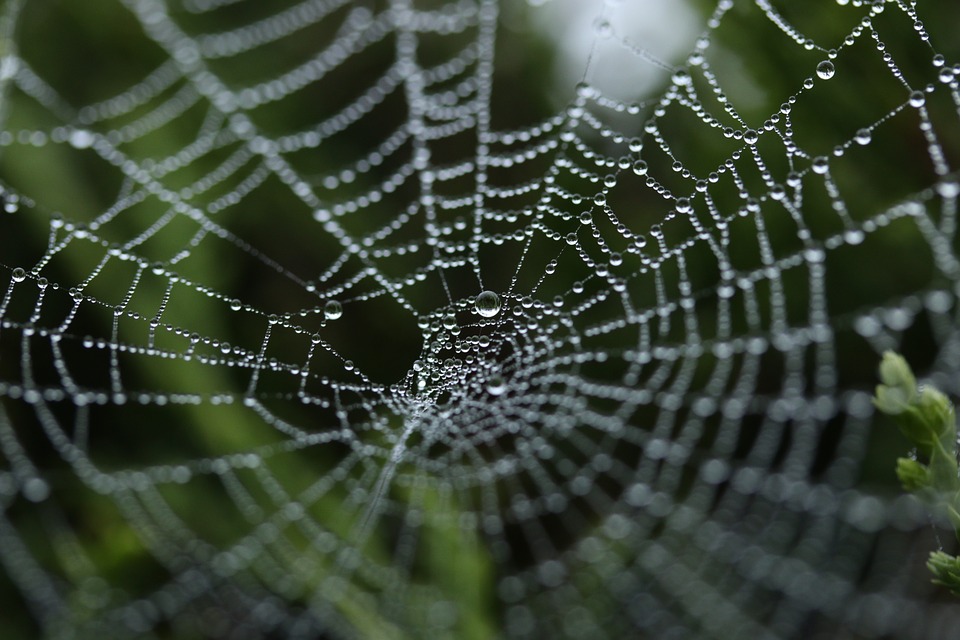 spider web, cobweb, insect