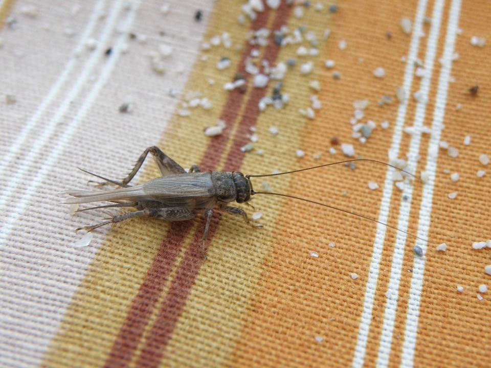 cricket, insect, sand