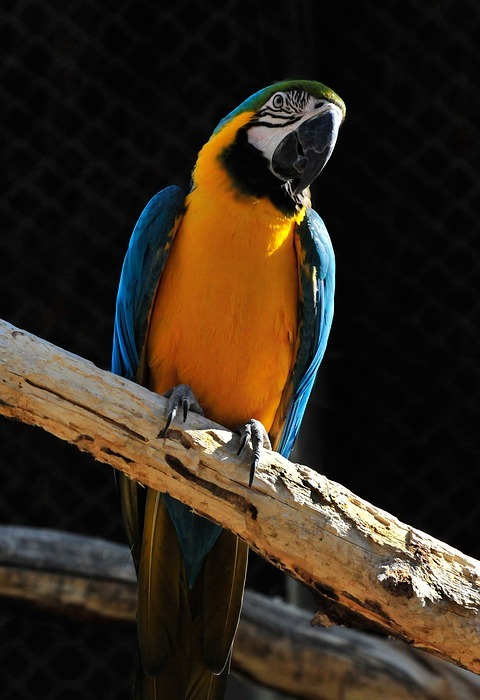 bird, blue macaw, colorful
