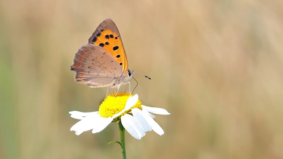 butterfly, small fire falter, common blue
