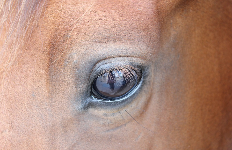 horse, eye, brown horse