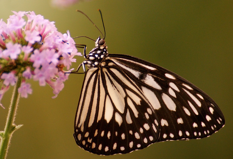 butterfly, flower, exotic