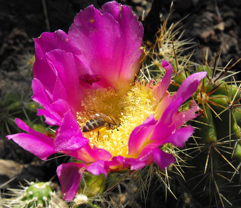 cactus flower, small, bee