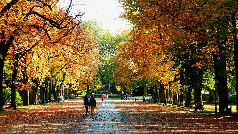 autumn, autumn walk, golden autumn