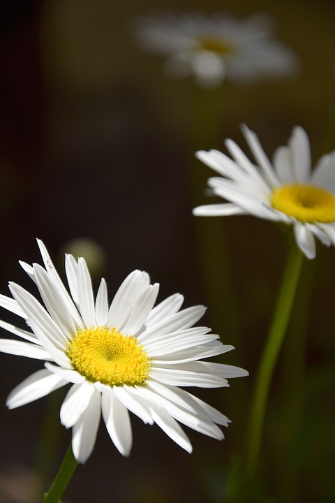 daisies, margaret, white daisy
