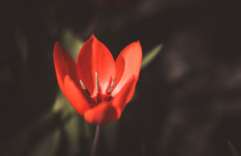 tulip, small tulip, red