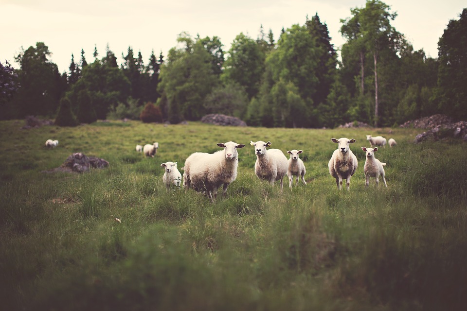 sheep, grass, agriculture