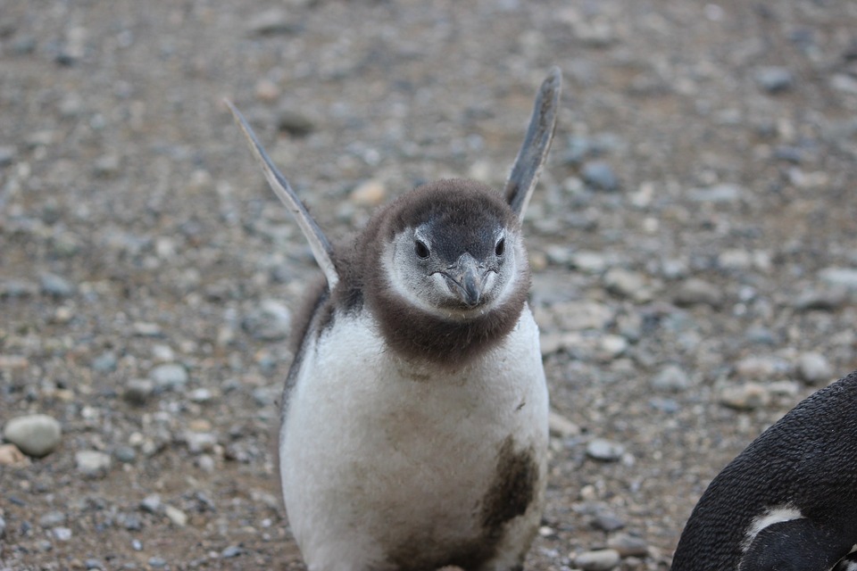 believe can fly, baby penguin, punta arenas