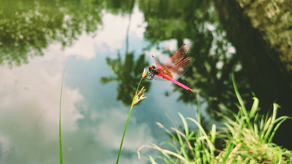 dragonfly, grass, insect