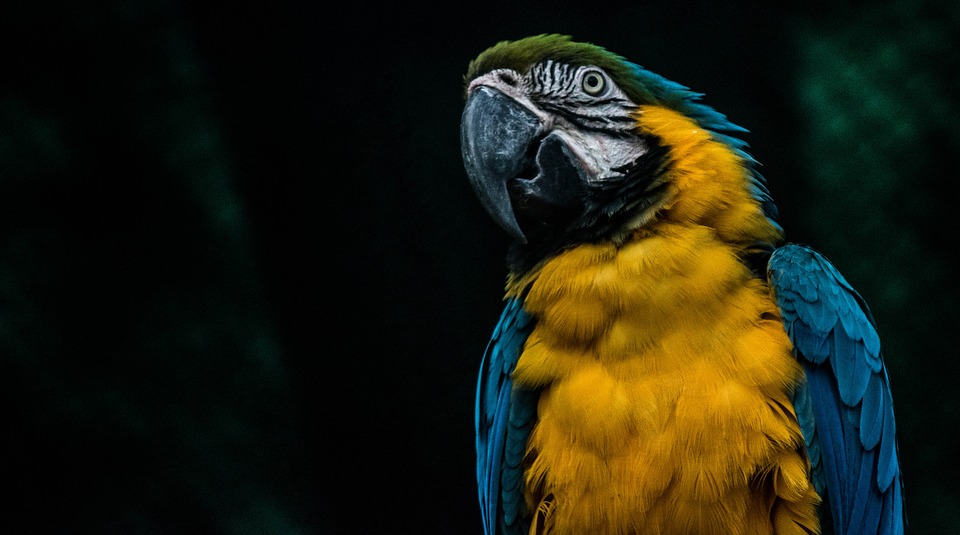 parrots macaw, bird, parrot