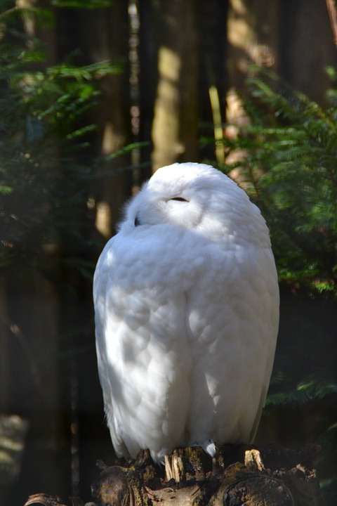 snowy owl, zoo, bird