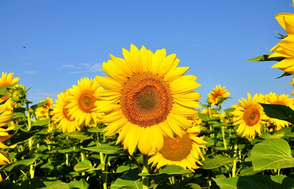 sunflower, yellow flower, summer