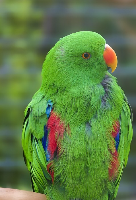 bird, parrot, colorful