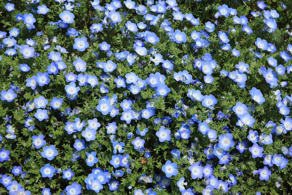 flowers, growing, blue