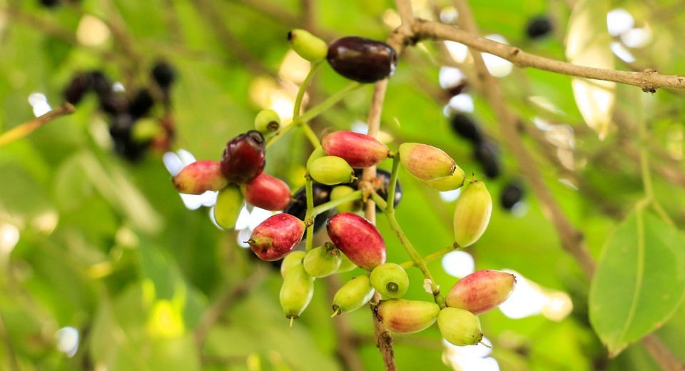 jambolan plum, thai-berry, fruit