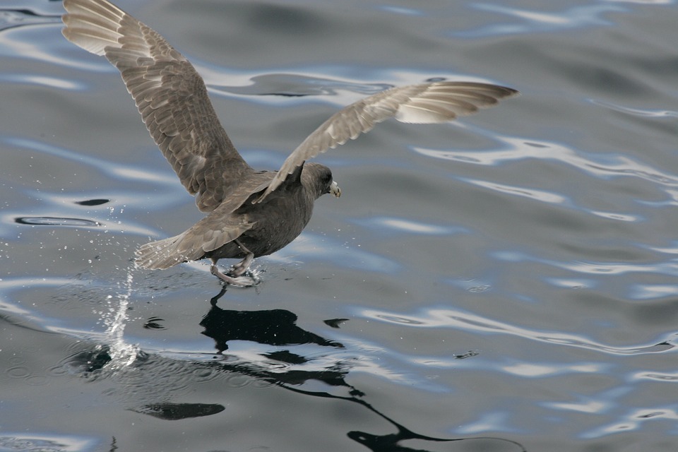 northern fulmar, seabird, flying