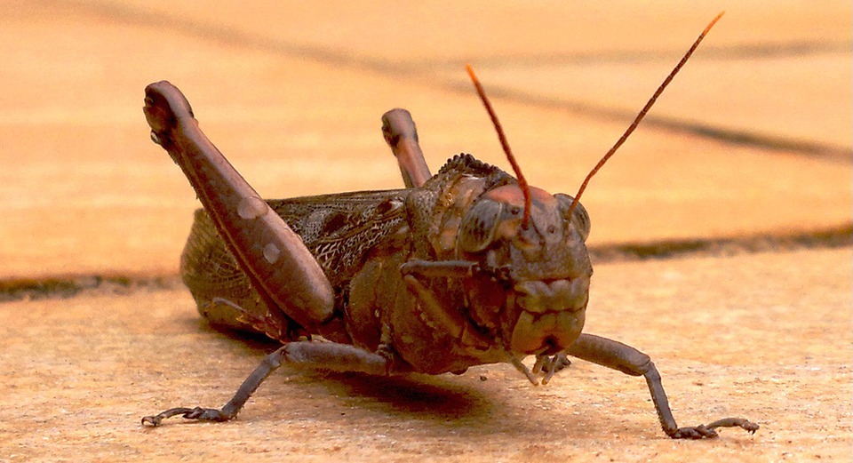 front, cricket, insects