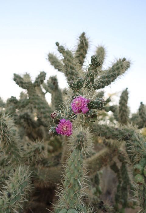 desert, cactus, prickly