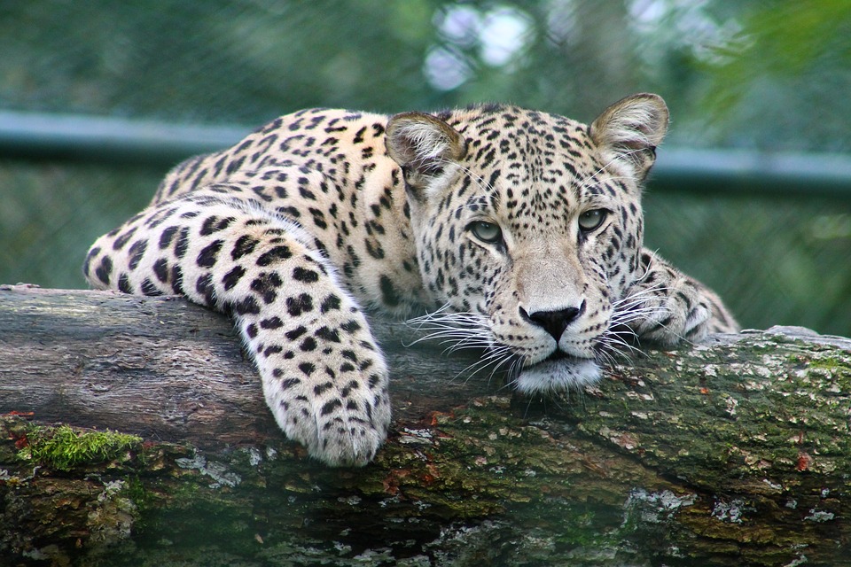 mammal, predator, leopard