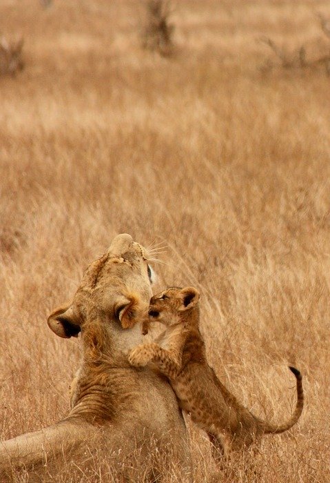 lion, baby, animal