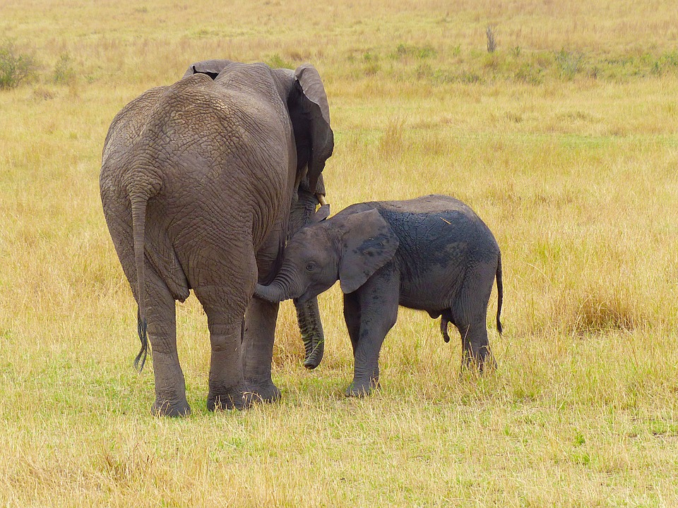 elephant, mother, baby