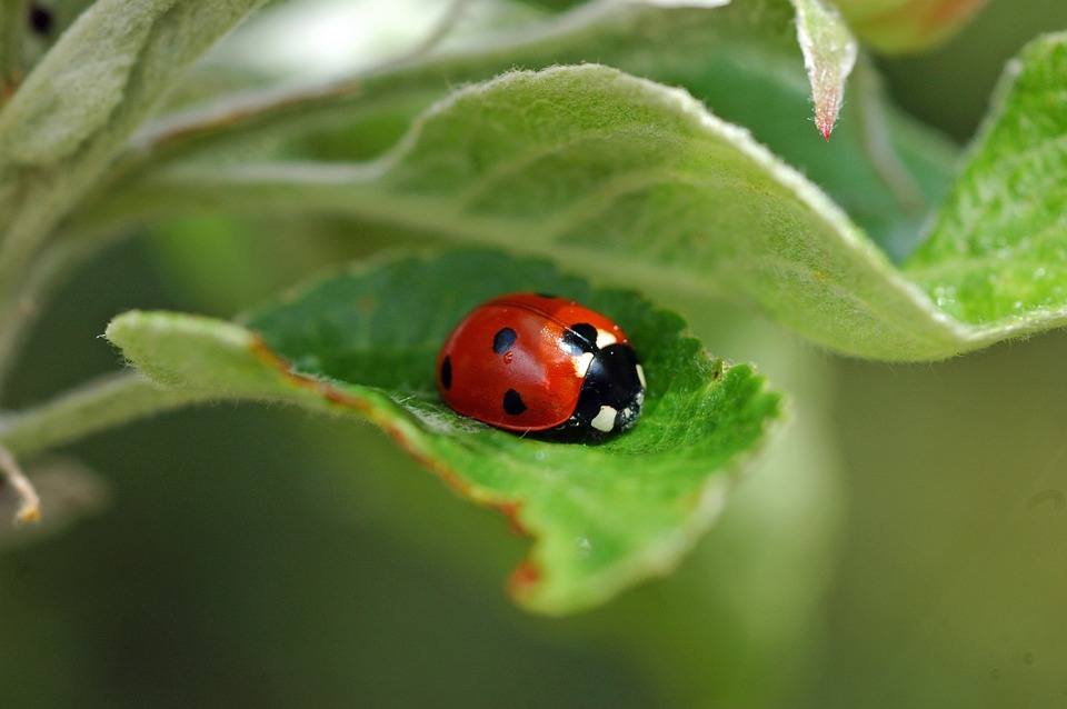 ladybug, nature, points