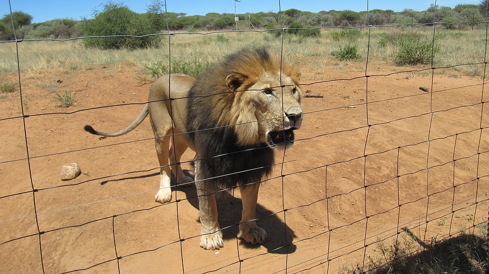 namibia, lion, safari
