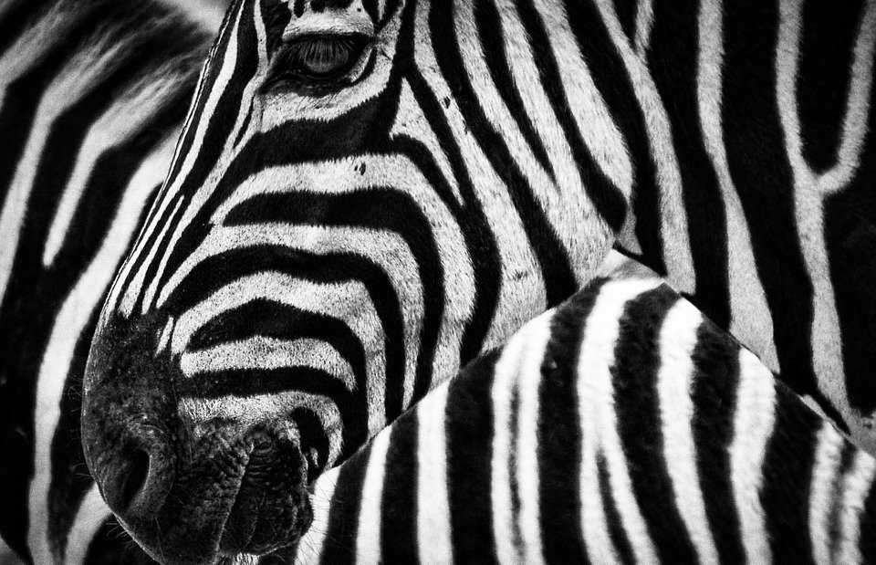 zebra, stripes, animal