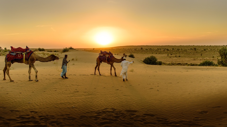 desert, sand, camel