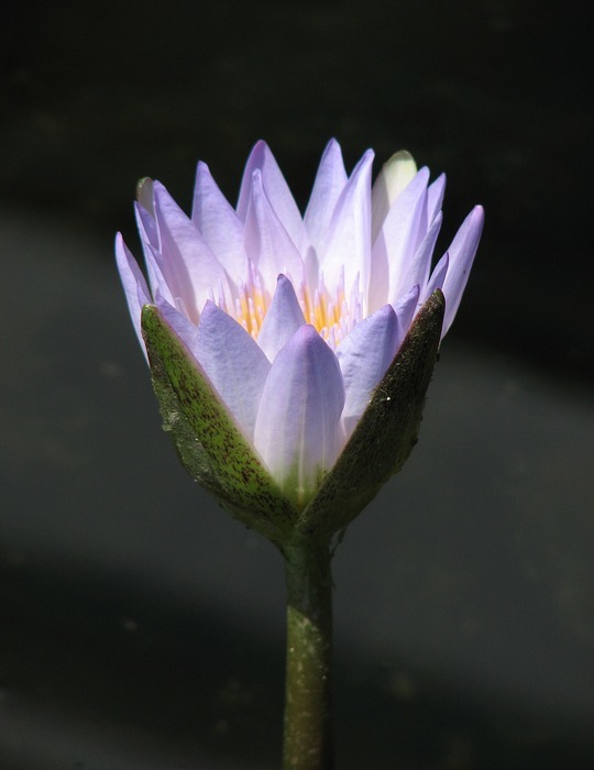 waterlily, water, lily