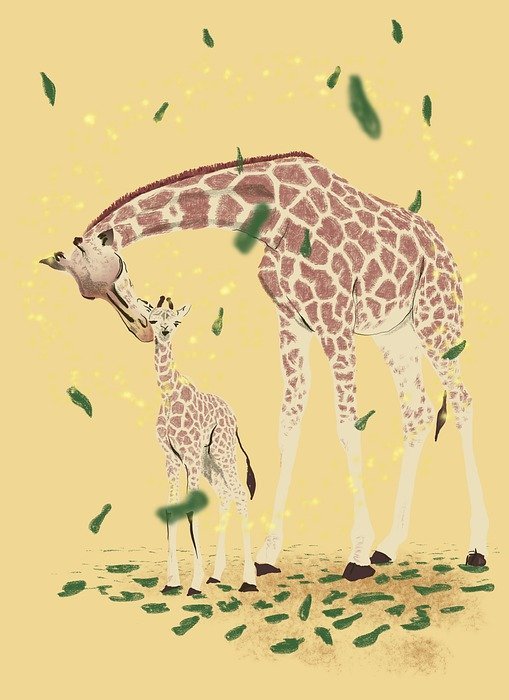 giraffe, baby animal, animal