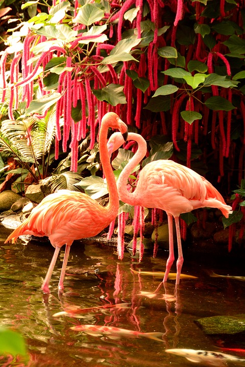 flamingos, bird, pink