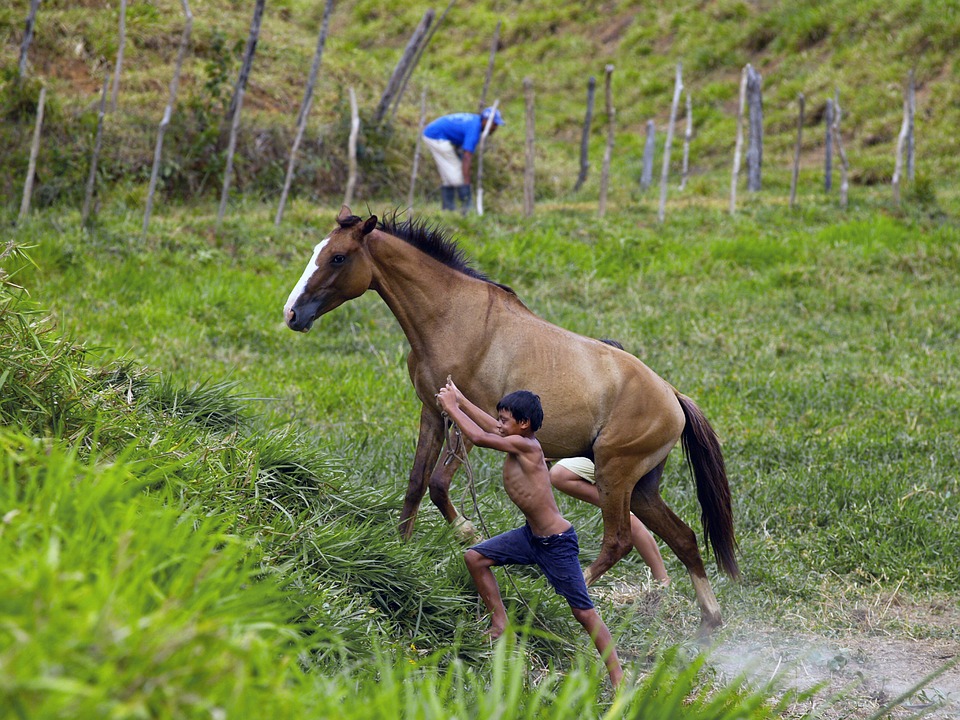 brazil, countryside, horse